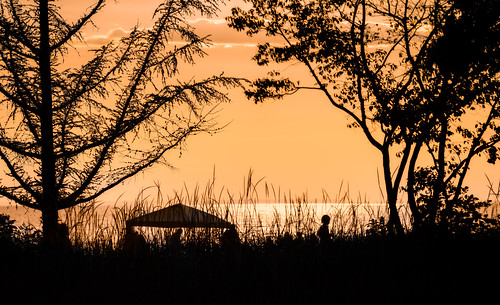 beach silhouette tree sunset summer happy family water afternoon ontario canada lake lakeontario sunsetbeach play memory childhood pretty beautiful warm hot