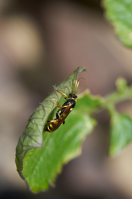 Large Ichneumon wasp #2