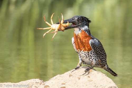CTS_2702-giant-kingfisher