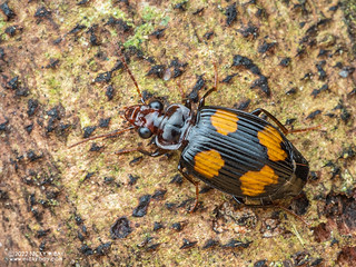 Ground beetle (Coptodera sp.) - P3132366
