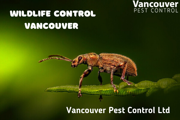 wildlife control Vancouver