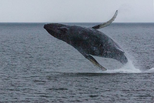 Humpback Whale Exiting the Water in a Breach – Alaska 37A