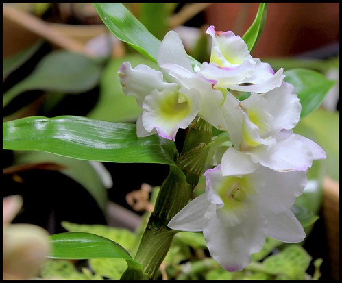 orchidées - floraisons du moment 2015 - Page 2 52093550065_29fd5bdaa2