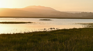 Tomales Bay marshes