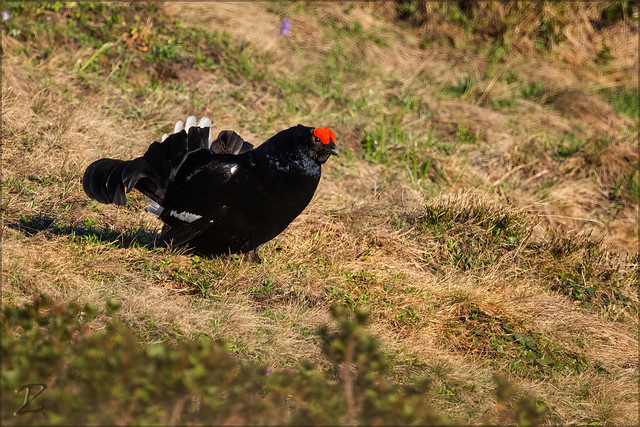 Birkhahn (Black grouse)