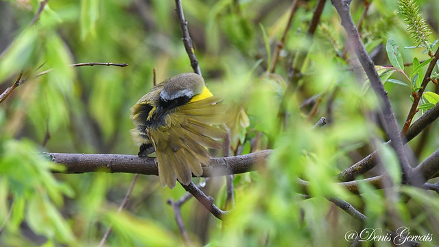 Paruline masquée  Common Yellowthroat - Geothlypis trichas