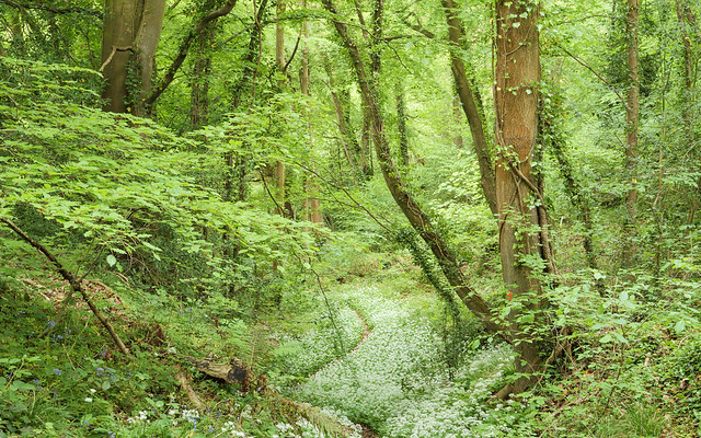 Hendre nature reserve, N/Wales, UK, 2022.