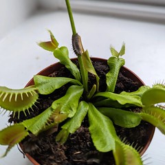 This seems like a bad idea. My Flytrap is eating itself