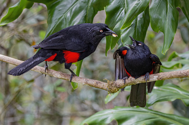 Red-bellied Grackles in full romance