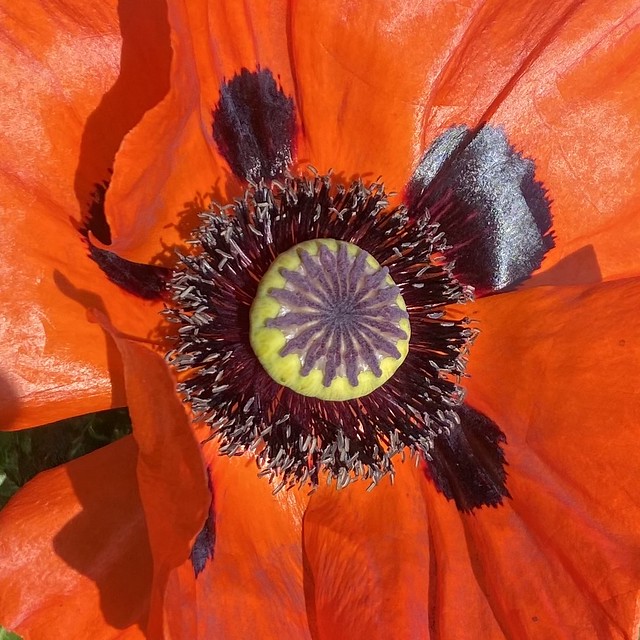 Flower Power of the Big Red Poppy