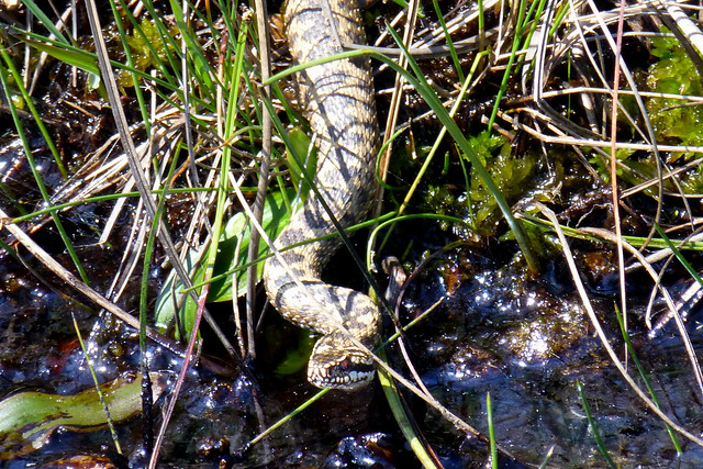 Adder, New Forest NP, Hampshire, UK