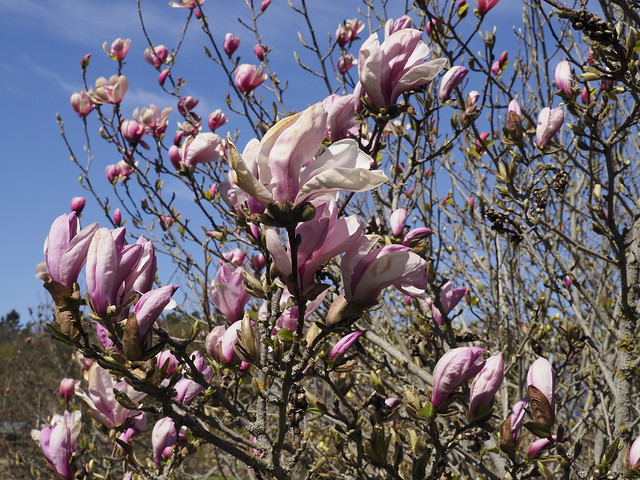 Magnolia 'Roseanne', Tallinn Botanic Gardens