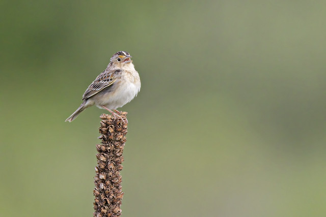 Grasshopper Sparrow - Waterloo Region, Cambridge, Ontario, Canada