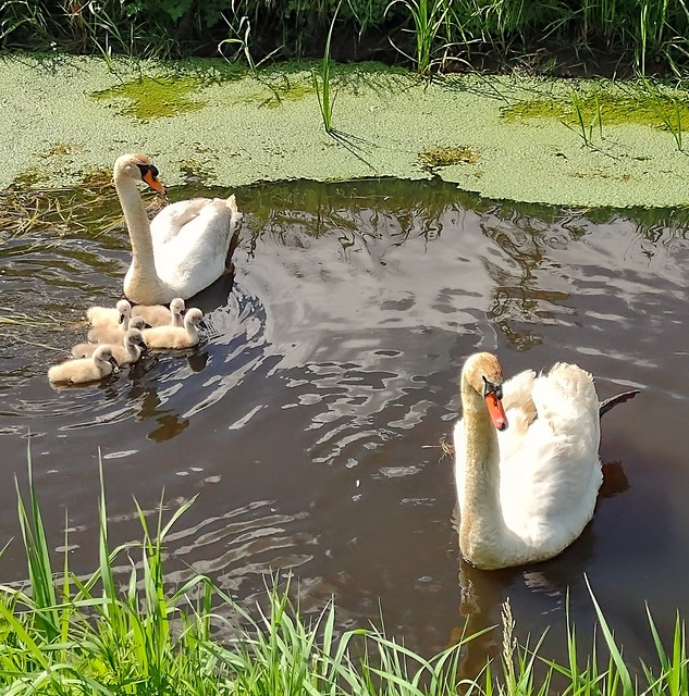 Happy Swan family