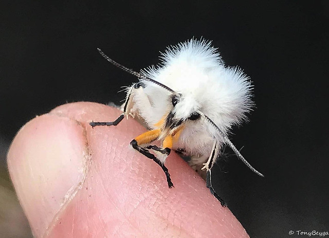 Phone shot of White Ermine moth