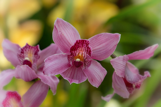 Orchidee (Explored)