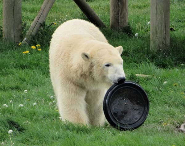 cub1