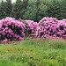 Beautiful Rhododenderons