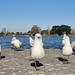 Curious Seagulls