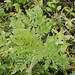 Knolliger Kälberkropf (Chaerophyllum bulbosum)