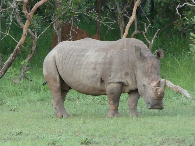El único rinoceronte blanco superviviente en Costa de Marfil