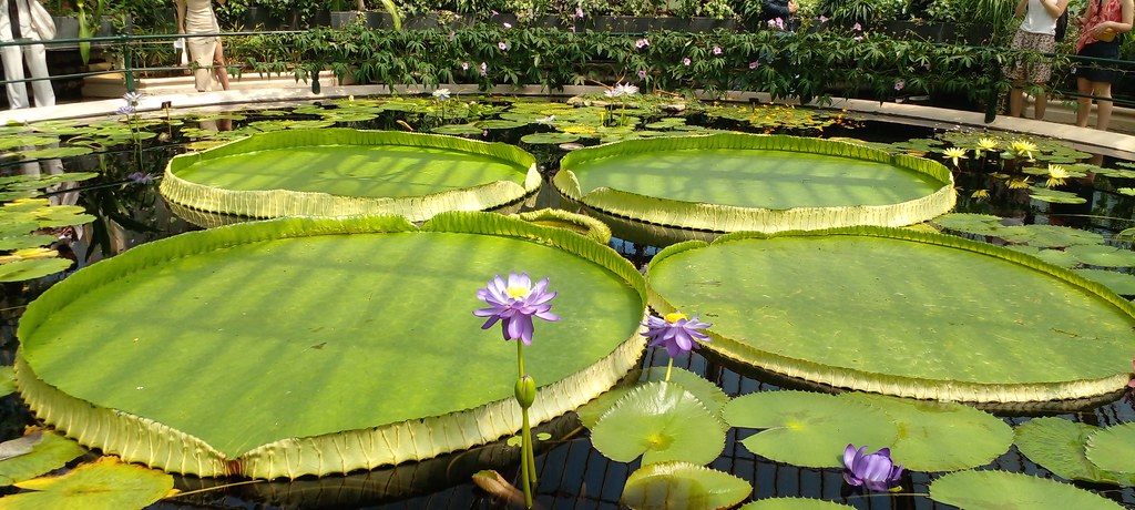 Kew Gardens:  Victoria amazonica