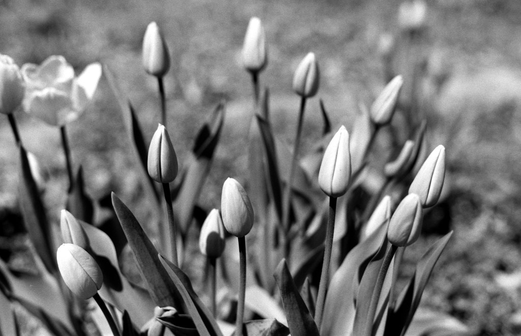 Tulips Early On_