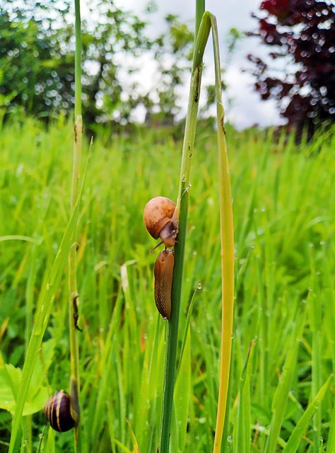 snail and slug
