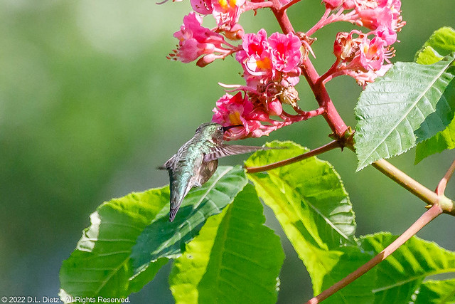 Ruby Throated Hummingbird #8 - 2019-06-02