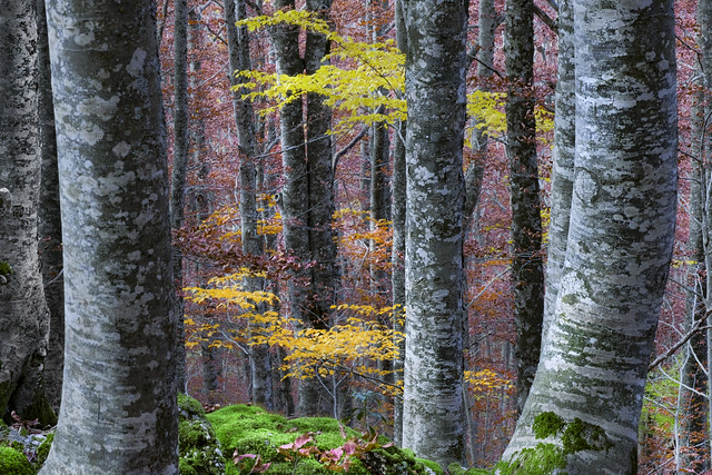 autunno nel bosco