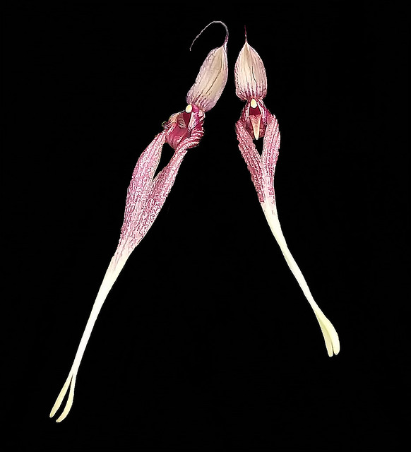Bulbophyllum  biflorum