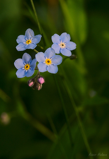 Forget-Me-Not 2022-05-23