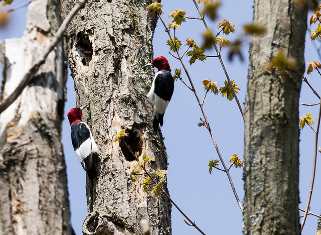 0P7A2032   Red-headed Woodpecker, Canada