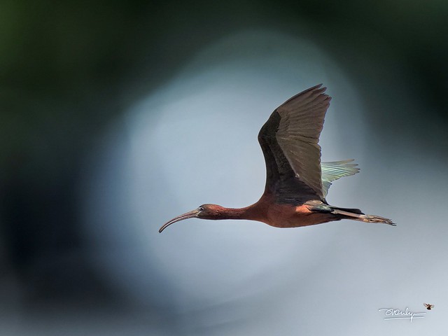 Glossy IBIS has tremendous colours when shadows are lifted in processing 15 May, 2022 Purana Shalla, Gurdaspur, Punjab  EM1X 300f4+MC14 1/2500, f5.6, ISO160