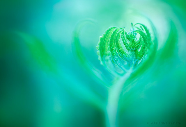 fern heart within