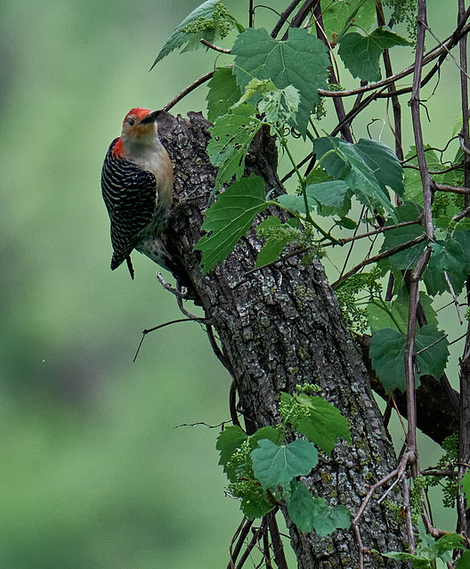 red-bellied woodpecker (Melanerpes carolinus)