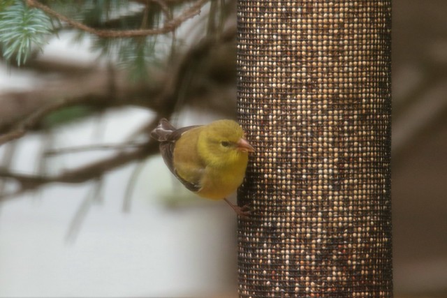 American Goldfinch, female