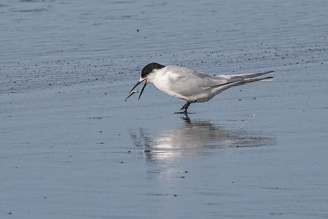 Tern with a fish - oops