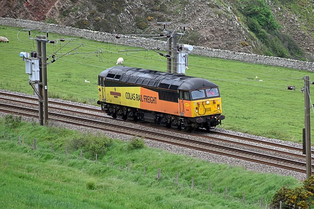 56049 Robin of Templecombe
