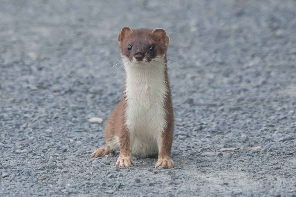 Stoat