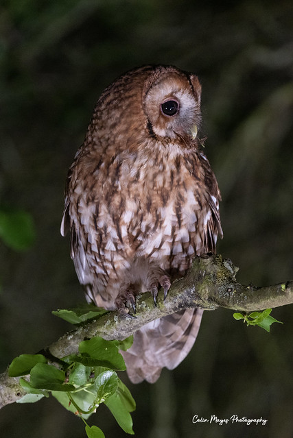 tawny owl (2)