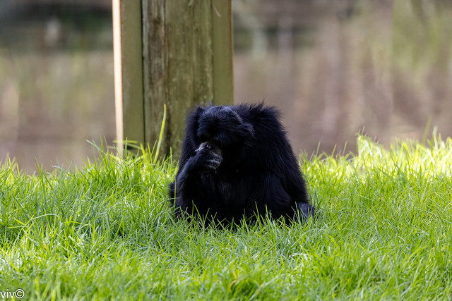 Adult Siamang ape in deep contemplation with hand over its mouth