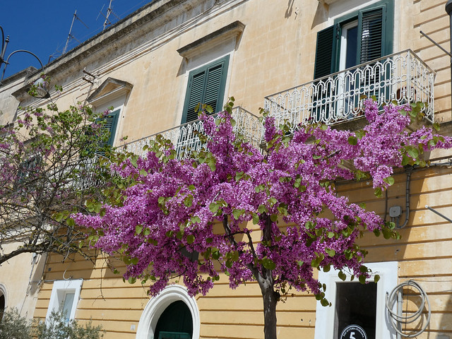 Tuesday Colours - A Tree in Flower in Matera