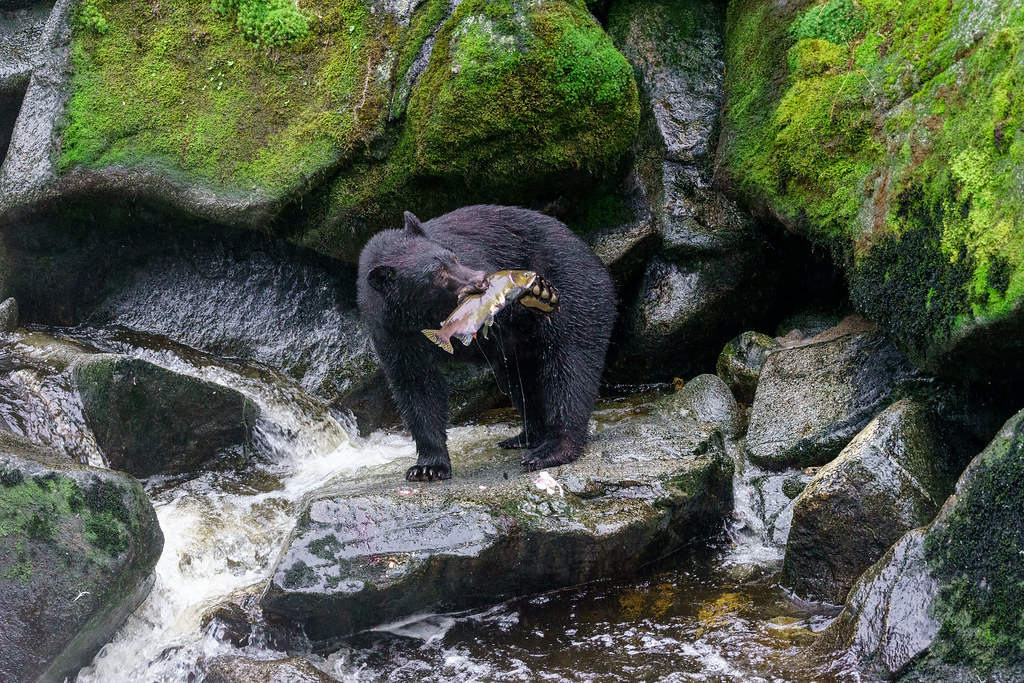 Black Bear Holds Salmon in Place with its Paw, as it Checks there is no Other Bear that could Steal the Fish – Alaska 114