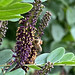 Honigbiene auf dem Neophyt Scheinindigo (Amorpha fruticosa)