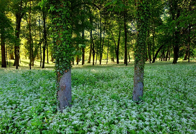 morning light in the wild garlic forest
