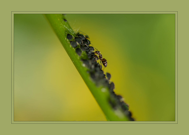Milking aphids