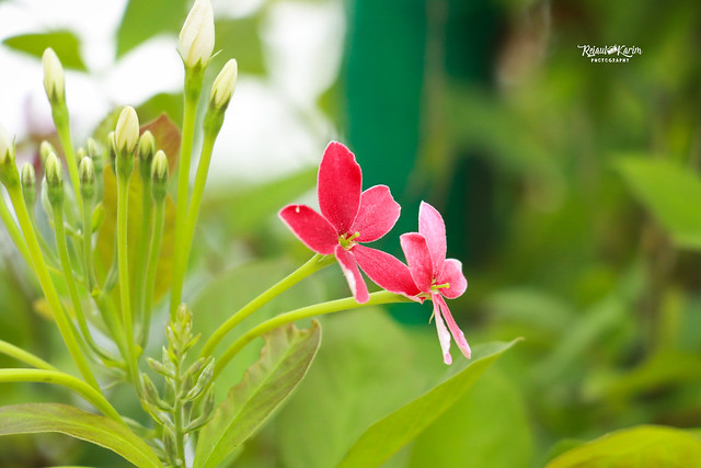 Madhobi lota flower - Rangoon creeper - Combretum indicum