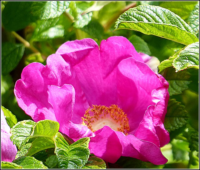 Pink Wild Rose ....