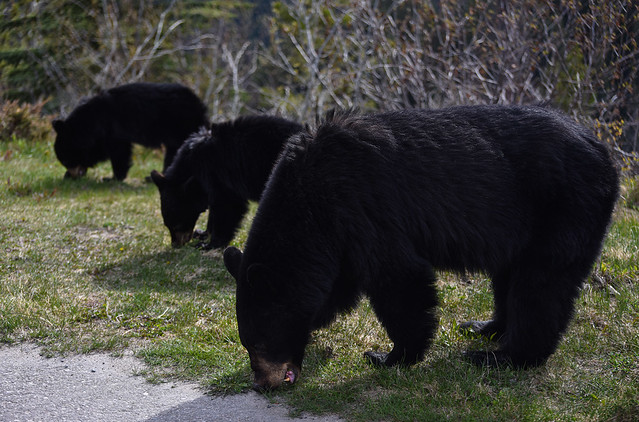 3 black bears